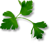 corionder-leaf-melbourne